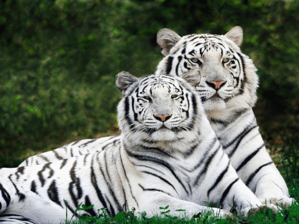 Обои Белые Тигры