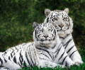 Белые Тигры