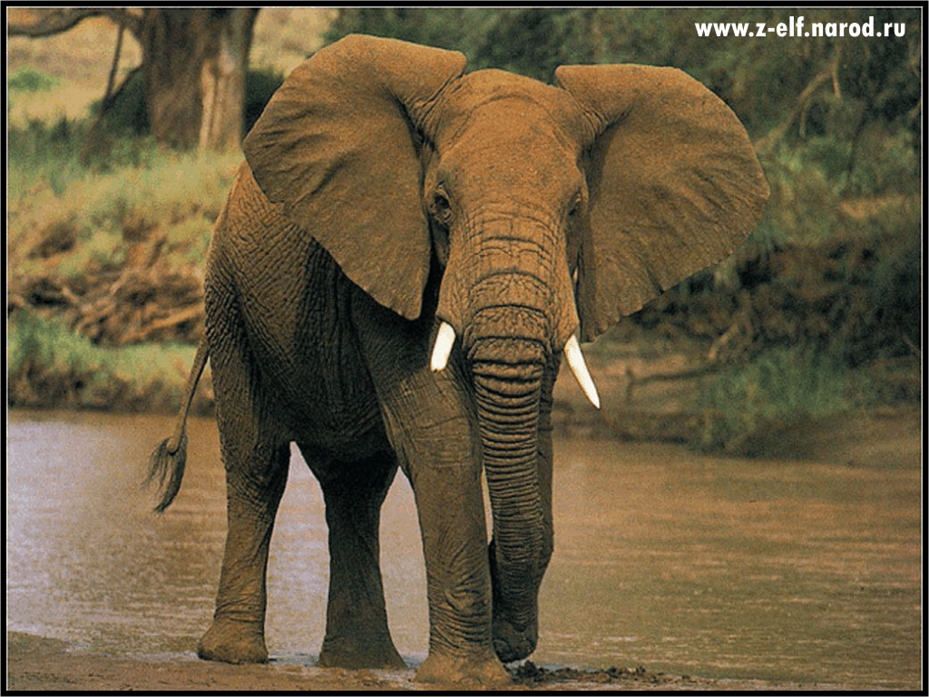 Обои Африканский Слон